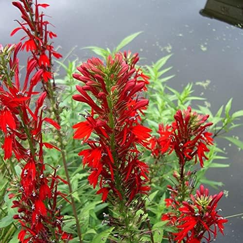 Cardinal Flower, a Great Live Pond Plant for Your Water Garden. Filters koi and Goldfish Ponds. Good for Bogs, Plant Shelf or Shallow Water This marginal Aquatic is a Real Beauty - Image 2