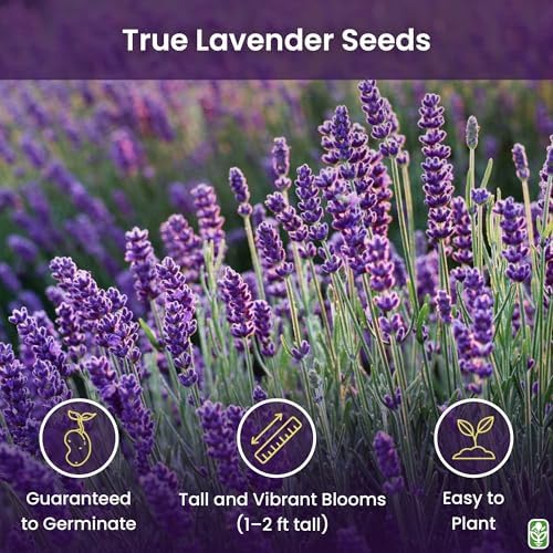 True Lavender - of All the Different Varieties, Lavandula angustifolia is arguably the Most Popular. 2500 Seeds - Image 2