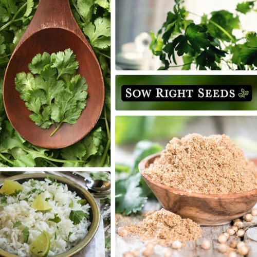 Sow Right Seeds - 2000 Cilantro Seed for Planting Bulk Jumbo Pack Coriander - Image 5