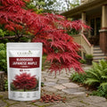 Bloodgood Japanese Red Maple Bonsai Tree Seeds for Planting (30 Seeds) by CZGrain