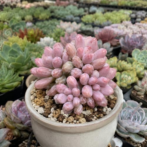 Pachyphytum 'Baby Finger' Live Succulent Plant 3-3.5 Inch Multi-Head Cluster, Rare Succulent Bare Root No Pot, Low Maintenance Houseplant for Indoor Outdoor Planters, Home Garden Collection - Image 3