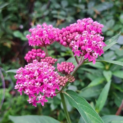 Set of 2 Pink Milkweed Live Plant 4-6" Tall, Dormant in Winter - Image 3