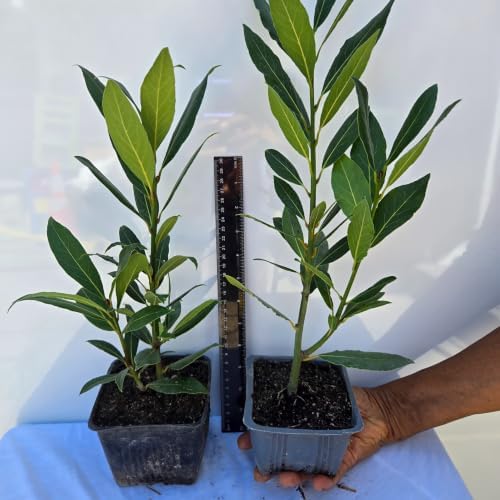 Daisy Ship Bay Laurel Culinary Herb - 1 x 4 inch Cups - Image 2