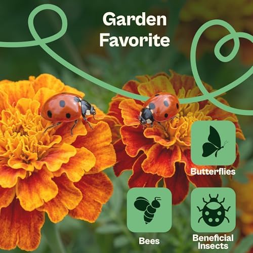 SVI 350 Sparky Mix French Marigold Seeds (Tagetes patula) – Dwarf Yellow and Orange Marigold Flowers Seed Packets, Marigolds Seed Mix – Heirloom Cut Flower Seeds for Outdoor Garden Borders, Containers - Image 4