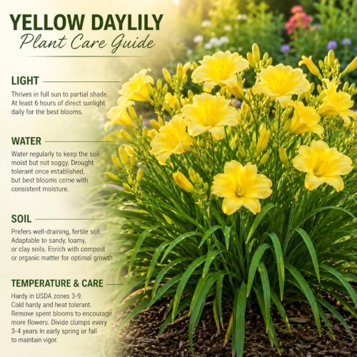 6 Yellow Daylily Plant Bare Roots Fans, Long-Lasting Daylilies, Fast Growing Perennial Flowers for Borders, Containers, and Landscaping - Image 5