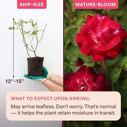 Heirloom Climbing Roses, Live Own Root Plant, Cancan™ - Image 2