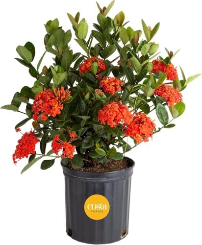 Costa Farms Ixora, Live Outdoor Plant, Easy Care, Home Decor by Unknown