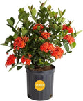 Costa Farms Ixora, Live Outdoor Plant, Easy Care, Home Decor by Unknown