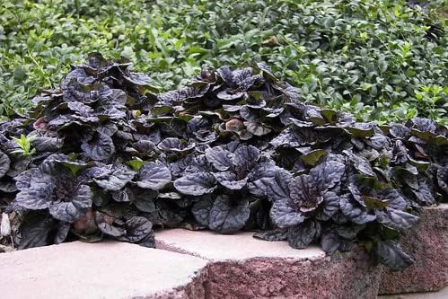 Greenwood Nursery: Live Ground-Cover Plants - Mahogany Bugleweed + Ajuga Reptans - [Qty: 1x Pint Pot] - (Click for Other Available Plants/Quantities) - Image 3