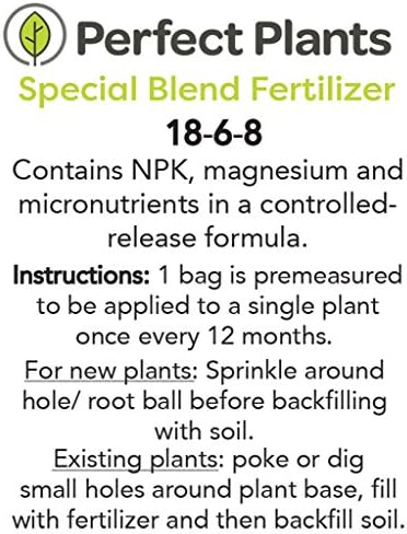 Perfect Plants Powder Blue Rabbiteye Blueberry, 1 Gallon, Live Plant - Image 2