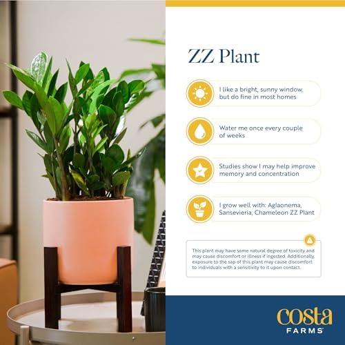 Costa Farms ZZ Plant, Live Indoor Plant, Air Purifying, Easy Care - Image 6