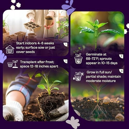 SVI 2500 Catnip Seeds (Nepeta cataria) – Catmint, Best Catnip for Cats Seed Packets, Heirloom Cat Nip Herb Seeds – Outdoor & Indoor Herb Garden, Containers, Herbs Beds - Image 5