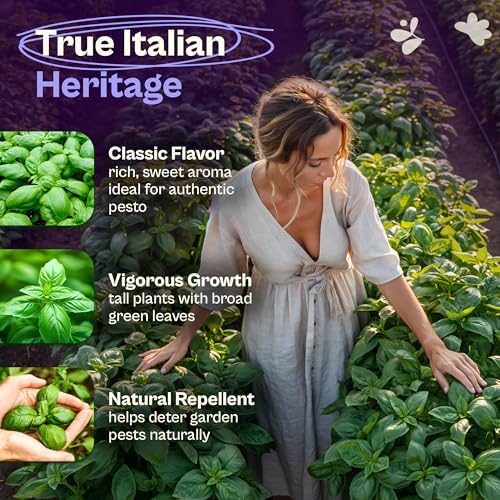 SVI 2000 Genovese Basil Seeds (Ocimum basilicum) – Sweet Basil Seed Packets – Aromatic Non GMO Heirloom Large Leaf Culinary Herb Seeds, Outdoor & Indoor Herb Garden - Image 3
