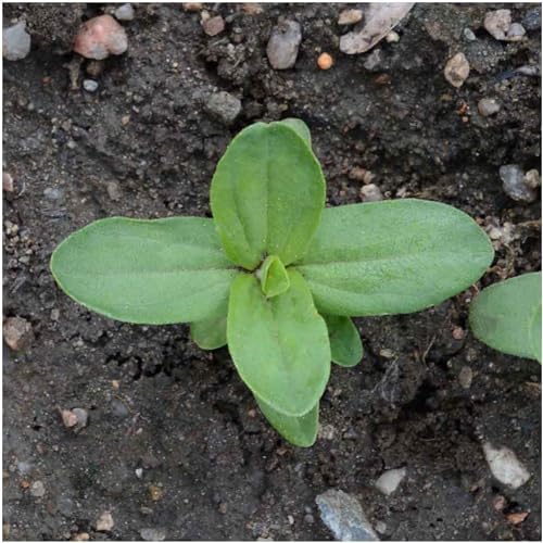 Seed Needs State Fair Zinnia Seeds to Plant Cut Flowers - 2 Packs - Image 5