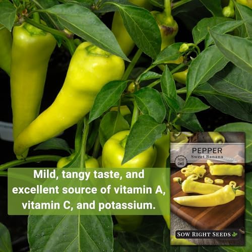 Sow Right Seeds-Sweet Banana Pepper Seed for Planting Long Mild Peppers 4pk - Image 3