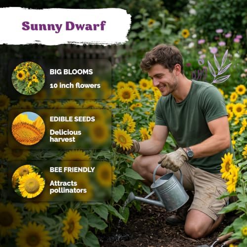 150 Dwarf Sunspot Sunflower Heirloom Flower Seeds, Helianthus Annuus - Image 4