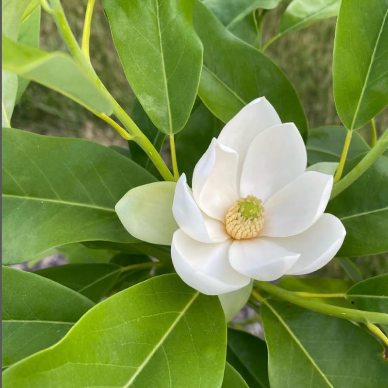 Sweetbay Magnolia Flower Tree, Hardy Ornamental Flowering Plant, Gallon Pot - Image 6