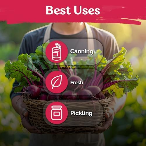600 Detroit Dark Red Beet Heirloom Vegetable Seeds, Beta Vulgaris - Image 6