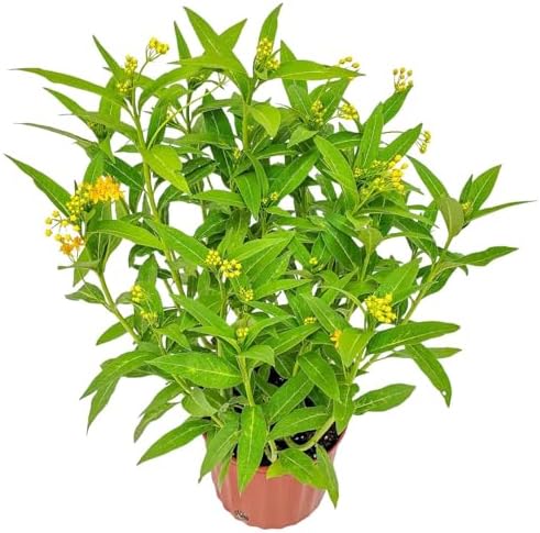 Live Yellow Milkweed Plant (Asclepias Curassavica) – 3 Gallon Pot, 28–34” Tall – Butterfly Host & Pollinator Attractor for Outdoor Gardens, Monarch Habitat Native Perennial, Grown in the USA by TropicalPlantsofFlorida