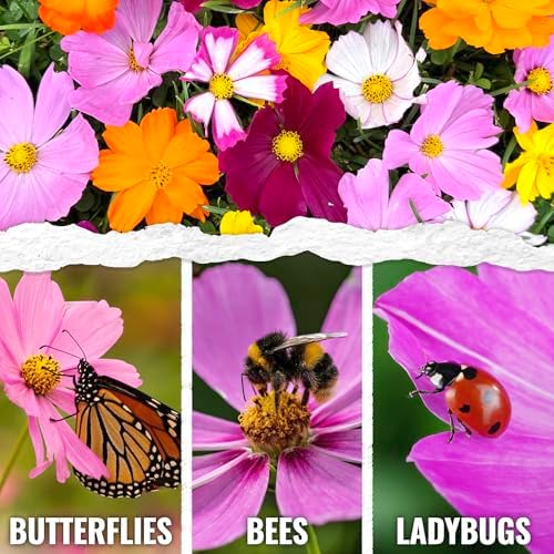 Seed Needs Flower Seeds Cosmos Original Crazy Blend 10+ Varieties Bulk Pack - Image 2