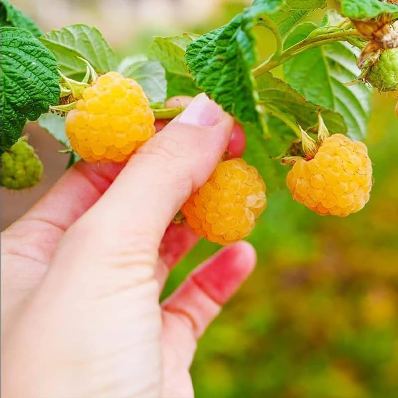 2 Fall Gold Raspberry Live Plants, Backyard Berry Bush Plant, 5-9 Inch Tall - Image 2
