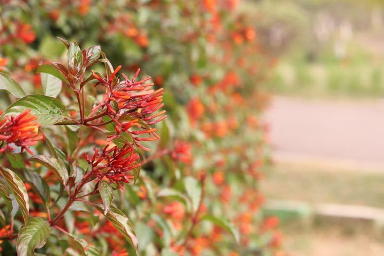 Mexican Firebush Live Plants (5-9") - Pack of 2 (Two) - Hamelia Patens Hummingbird Bush - Firecracker Shrub - Non-Stop Orange Blooms - Heat Tolerant Perennial Shrub - Fast Growing Pollinator Magnet - Image 5