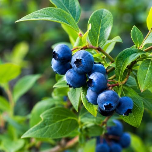 Sapphire Cascade Blueberry Shrub - 10-16" Tall Live Plant - Gallon Pot - Image 4
