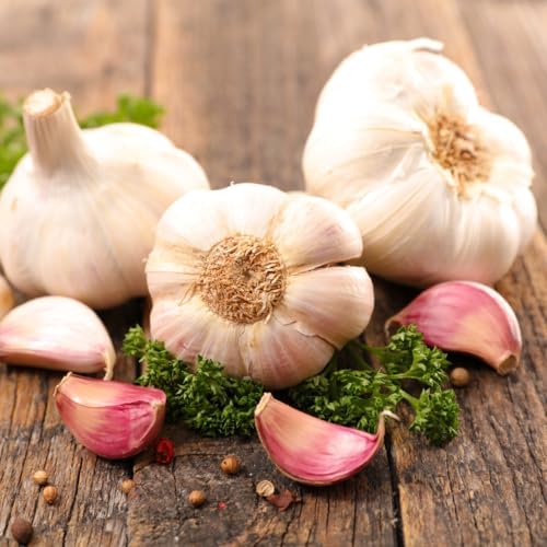 4 Heirloom Hardneck Garlic Bulbs for Planting - Pack Music Garlic Bulbs for Planting, Seed Garlic - Image 5