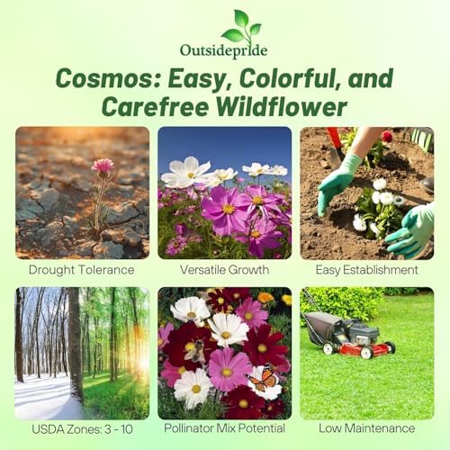 Outsidepride Sensation Mix Cosmos Bipinnatus Seeds - 1000pcs Annual, Drought-Tolerant, Self-Sowing, Mixed Flower Seeds for Planting Outdoors, Easy-Grow Pollinator Garden & Cut Flowers (AAS Winner) - Image 2