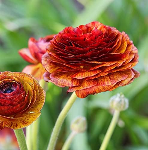 Ranunculus Cafe 10 Flower Bulbs - Spring Blooms, Tecolote Buttercups - Image 3