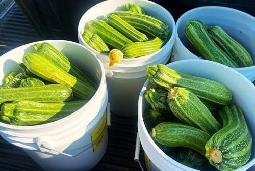 Costata Romanesco Zucchini Seeds - 20+ Count - for 2026 Planting Ribbed Italian Striped Roman Summer Squash Heirloom Courgette Garden Vegetable Grow Your Own Home Farm Patio Healthy - Image 4