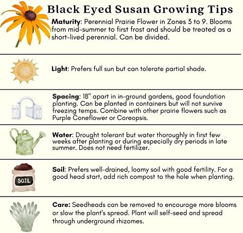 Clovers Garden Black Eyed Susan (Rudeckia) Plants – Two (2) Live Plants – Non-GMO - Not Seeds - Each 4" to 8" Tall – in 4" Inch Pots – Hardy Flowering Perennial, Pollinator Favorite - Image 7
