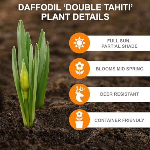 Garden State Bulb Narcissus Tahiti Double Daffodil Flower Bulbs, 16/18cm (Bag of 50) - Image 2