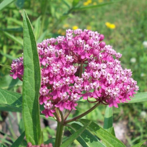 2 Pink Milkweed Live Plants 4-7 Inches, Asclepias Butterfly Milkweeds - Image 3