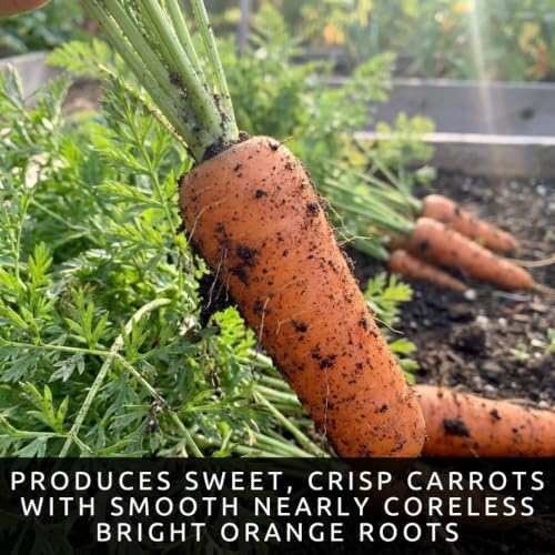 Scarlet Nantes Carrot Seeds for Planting | Sweet Crisp Roots | 100 Seeds - Image 2