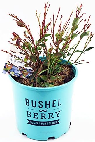 Bushel and Berry™ - Vaccinium x Jelly Bean (Blueberry) Edible-Shrub, , #2 - Size Container - Image 2