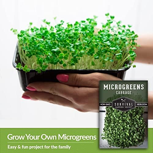 Cabbage Microgreen Seeds for Sprouting - 3 Packs - Image 4