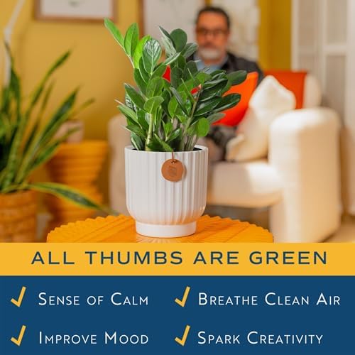Costa Farms ZZ Plant, Live Indoor Plant, Air Purifying, Easy Care - Image 5