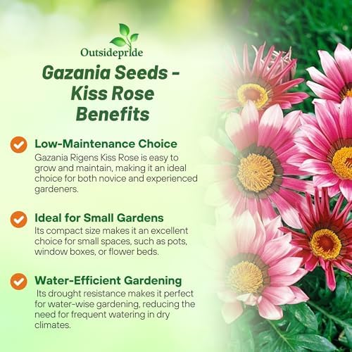 Outsidepride Kiss Rose Gazania Seeds for Planting – 25 Pcs Perennial, Low-Maintenance, Drought-Tolerant Ground Cover Seeds for Vibrant Summer & Fall Flowers, Great for Outdoor Gardens - Image 3