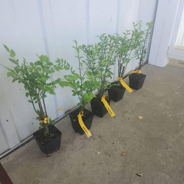 2 Dwarf Burning Bush Shrub Live Plants, Vibrant Scarlet Red Fall Color, Winged Euonymus Plant 6-12" Tall 4" Pot - Image 2