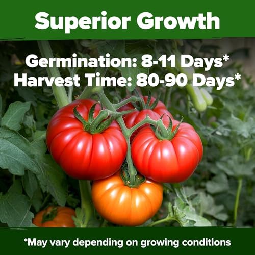 HOME GROWN Vegetable Seed Bundle - Beefsteak Tomato (600+), Organic Marketmore Cucumber (200+), Contender Bush Bean (28+) & Sweet Banana Pepper (94+) Seeds - Image 3
