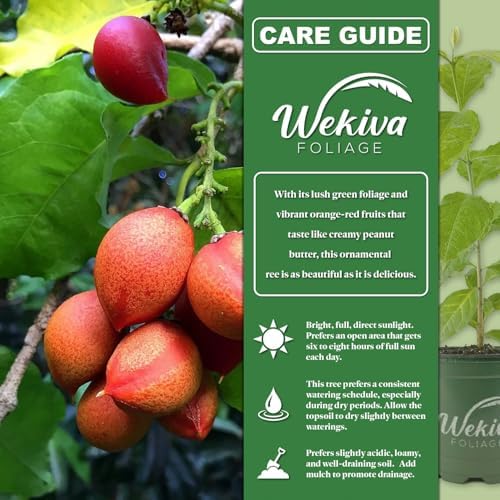 Peanut Butter Tree - Live Plant in a 4 Inch Growers Pot - Bunchosia Argentea - Exotic and Beautiful Fruit Tree for Your Edible Garden - Image 2