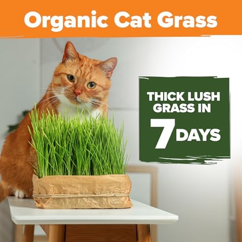 HOME GROWN Organic Cat Grass Seed Mix Oat & Barley 4 oz Easy Indoor Planter - Image 2