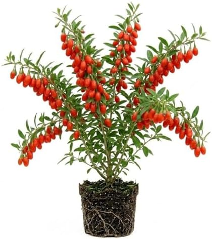 Live Goji Berry Plant, 4-8 Inches Tall, Goji Berry Plant Live by AVERAR