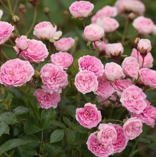 Miniature Roses Live Plants Mini Roses Bush Fragrant Flowers Shrub 4 Inch Pot (Pink Rose Flowers) - Image 3