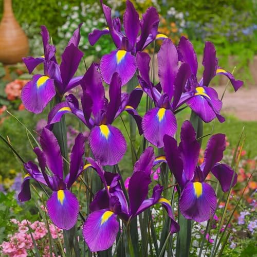 Dutch Iris ‘Valentine’ – Top-Size Bulbs for Fall Planting | Rich Indigo-Purple Blooms, Hardy Spring Flower Bulbs Ideal for Borders, Beds, and Cut Arrangements | Easy-to-Grow Dutch Variety - Image 4
