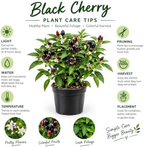 Black Cherry Tree in Quart Pot, Cherries Fruit Plant for Outdoor Garden - Image 3