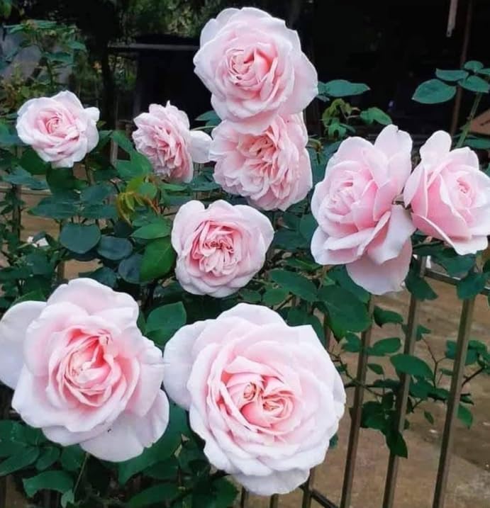 Pink Rose Plant Live for Planting, Fragrant Pink Climbing Rose Vine Bush for Outdoor Garden 4 to 6 Inch Tall - Image 4