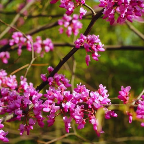 Eastern Redbud Tree Live, Pink Flowering Ornamental Tree, 28 Inch Tall - Image 2