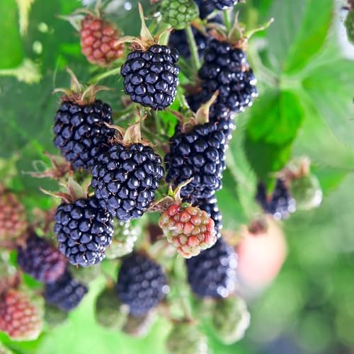 Perfect Plants Apache Thornless BlackBerry Bush, 3 Gallon, Live Plant - Image 5